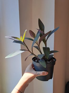 Voděnka - Tradescantia Pallida