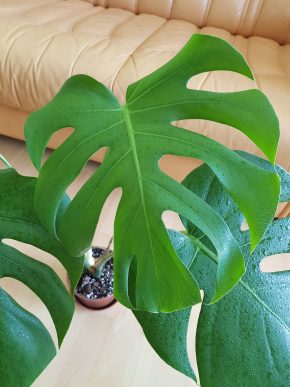 Monstera Deliciosa - výška rostliny 65 cm