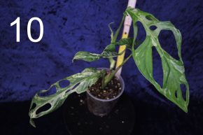 Monstera adansonii Indonesian Marble var.