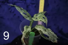Monstera Frozen freckless
