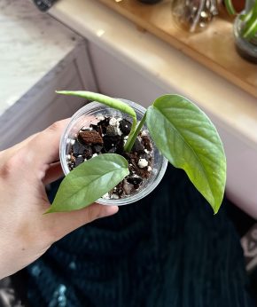 Epipremnum Cebu Blue
