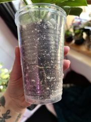 IMG_7221.jpeg