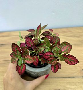 Hypoestes