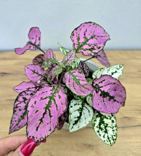 Hypoestes
