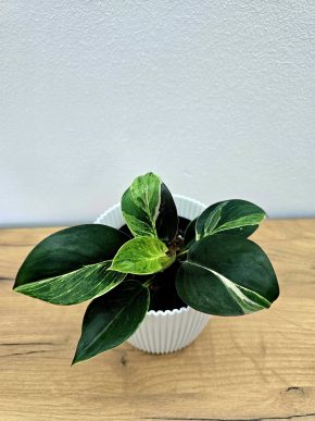 Philodendron Birkin