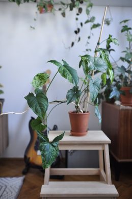 Sbírka pokojových rostlin Syngonium