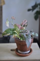 _DSC0788.JPG