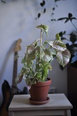 _DSC0793.JPG