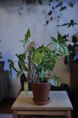 _DSC0798.JPG