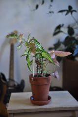 _DSC0802.JPG