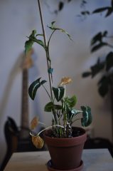 _DSC0809.JPG