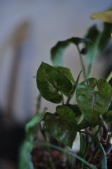 _DSC0812.JPG