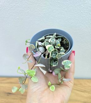 Ceropegia Woodii variegata, svicnik