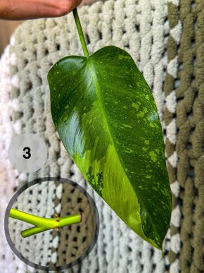 Philodendron Jose Buono