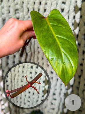 Philodendron Painted Lady