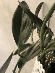 IMG_8954.jpeg
