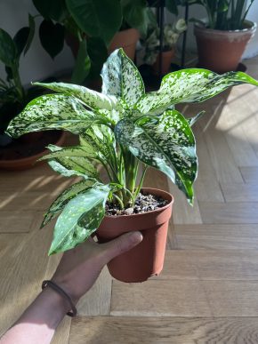 Aglaonema white kiwi
