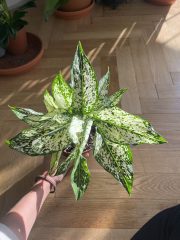 IMG_3194.jpeg