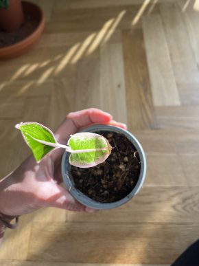 Aglaonema pink dark star baby