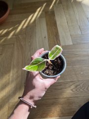 IMG_3197.jpeg