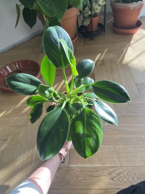 Philodendron green princess