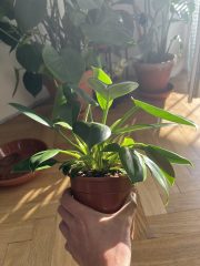 IMG_3205.jpeg