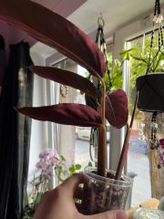 IMG_7022.jpeg