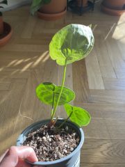 IMG_3193.jpeg