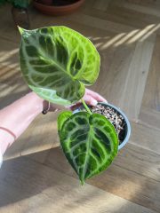 IMG_3192.jpeg