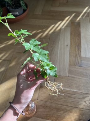 Hedera helix zakořeněný řízek