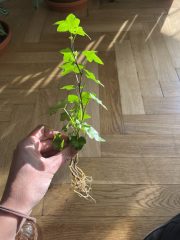 IMG_3187.jpeg