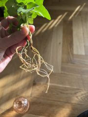 IMG_3190.jpeg