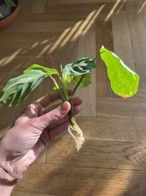 maranta leuconeura kerchoveana Zakořeněný řízek