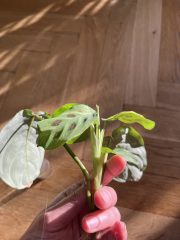 IMG_3182.jpeg
