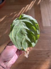IMG_3181.jpeg