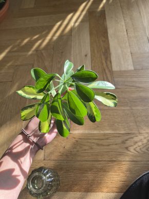 Schefflera arboricola Gerda
