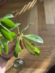 IMG_3184.jpeg