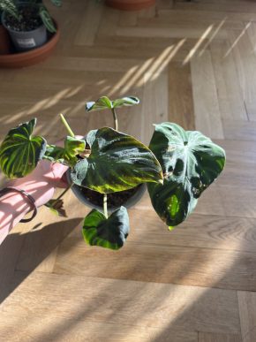 Philodendron verrucosum Incensi