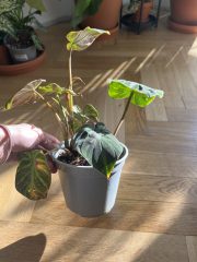 IMG_3174.jpeg