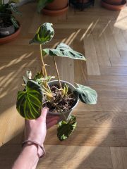 IMG_3171.jpeg