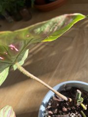 IMG_3177.jpeg