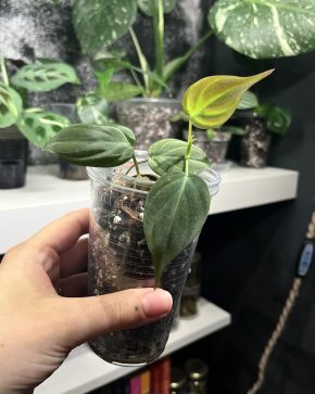 Philodendron Micans