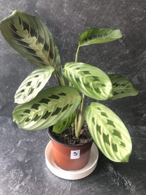 MARANTA LEUCONEURA FASCINATOR  + E-BOOK "Síla zeleně " ZDARMA.