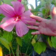 IMG_20240812_194435.jpg