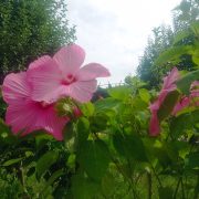 IMG_20240817_124150.jpg