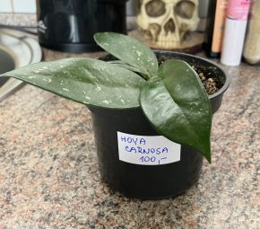 Hoya Carnosa