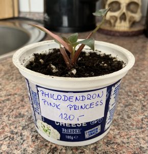 Philodendron Pink Princess
