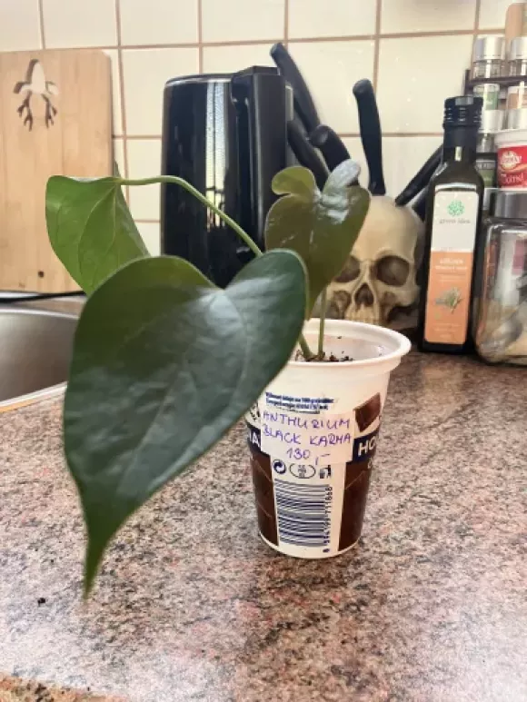Anthurium Black Karma | Aukce rostlin