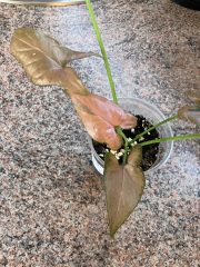 IMG_0480.jpeg