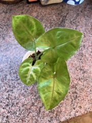 IMG_0476.jpeg